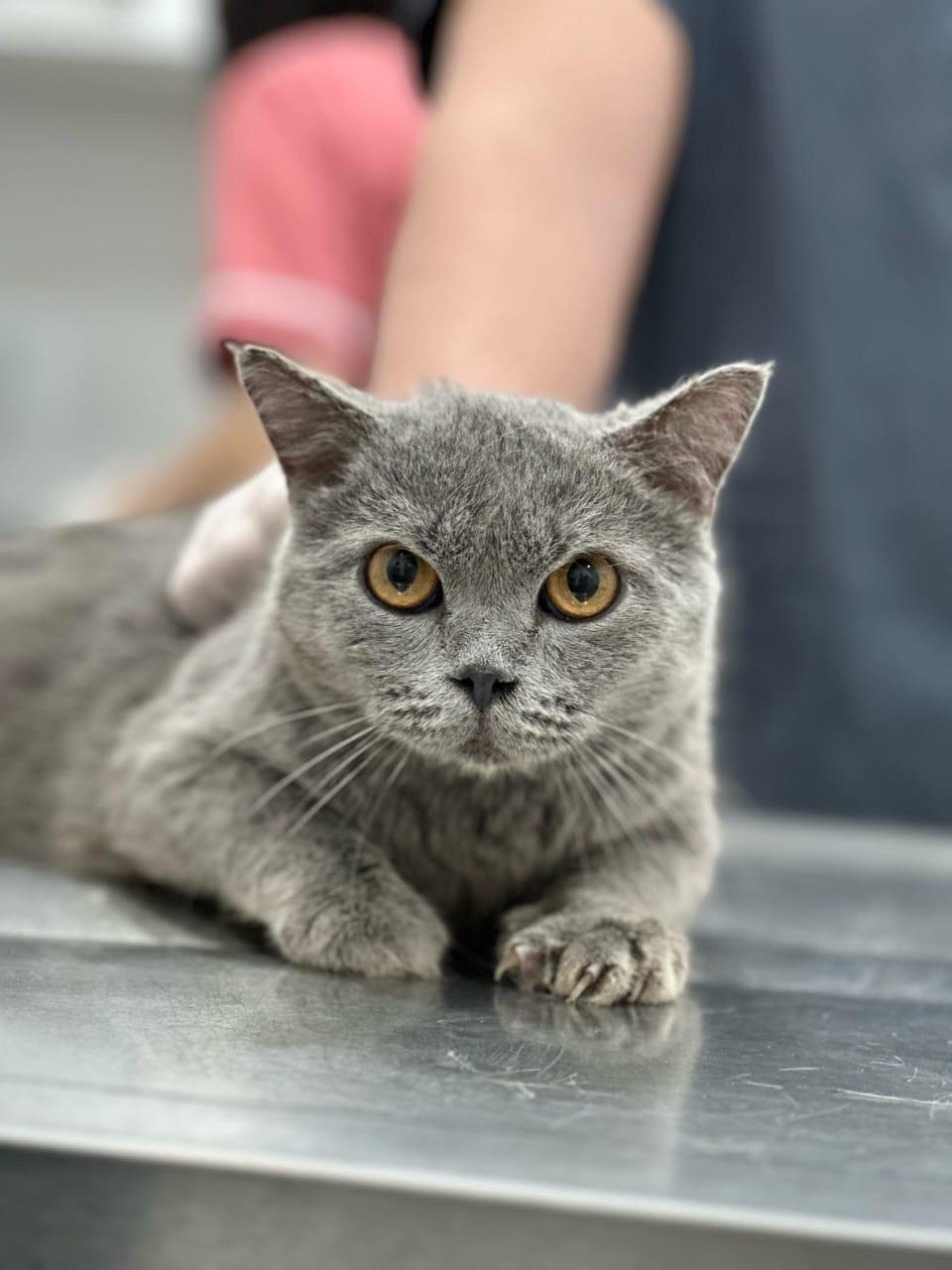 Barzik – Domestic Short Hair, available for adoption through GWARP