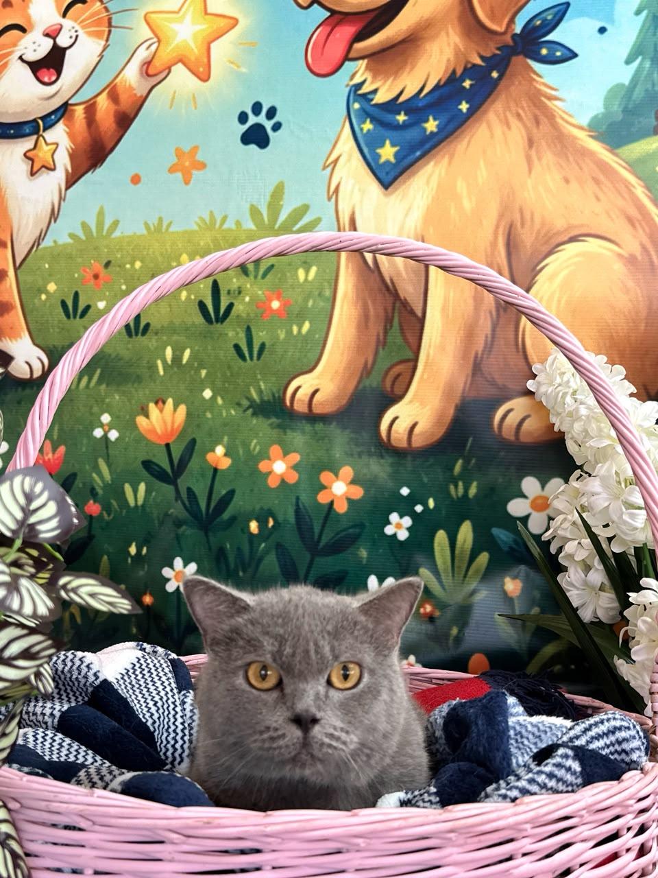Barzik – Domestic Short Hair, available for adoption through GWARP