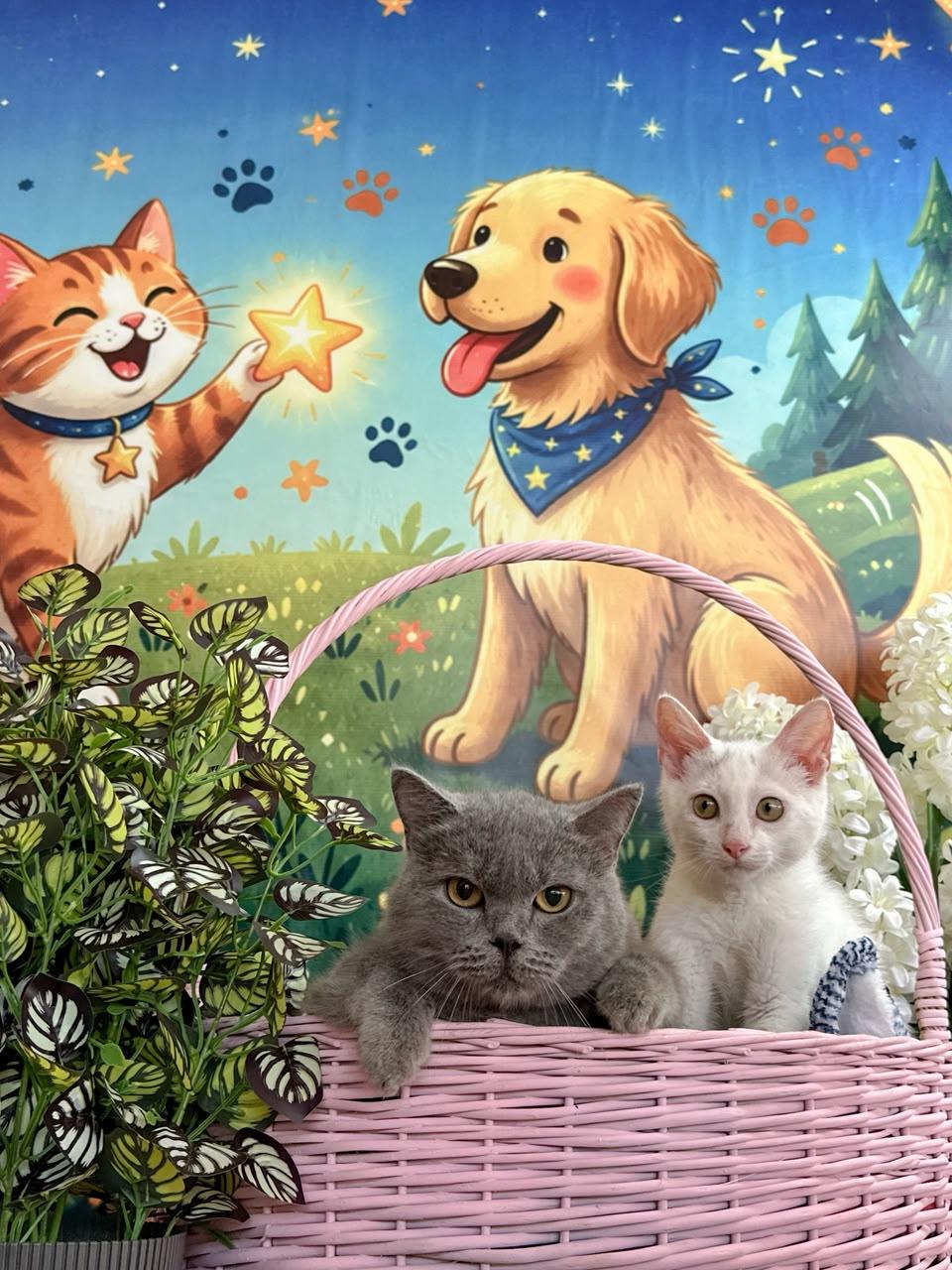 Barzik – Domestic Short Hair, available for adoption through GWARP