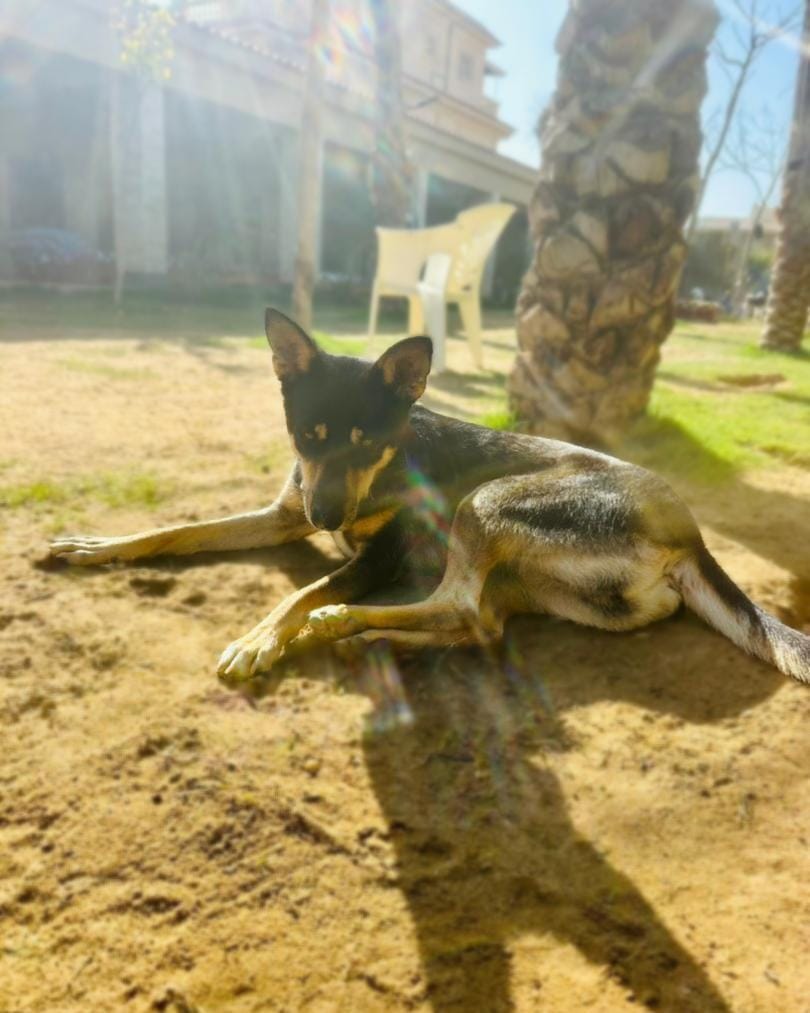 Bella – Mixed Breed, available for adoption through GWARP