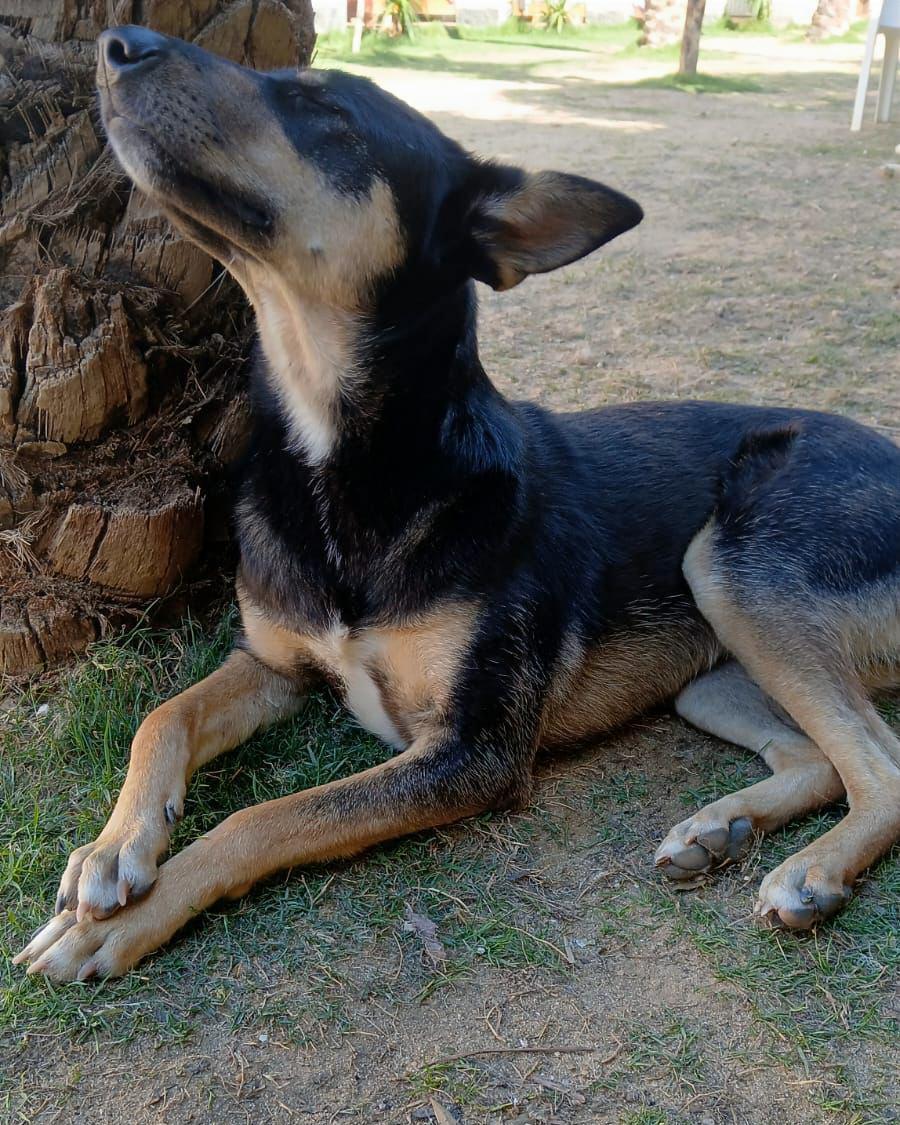 Bella – Mixed Breed, available for adoption through GWARP