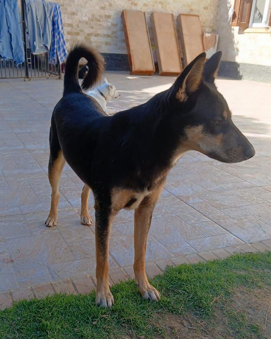 Bella – Mixed Breed, available for adoption through GWARP