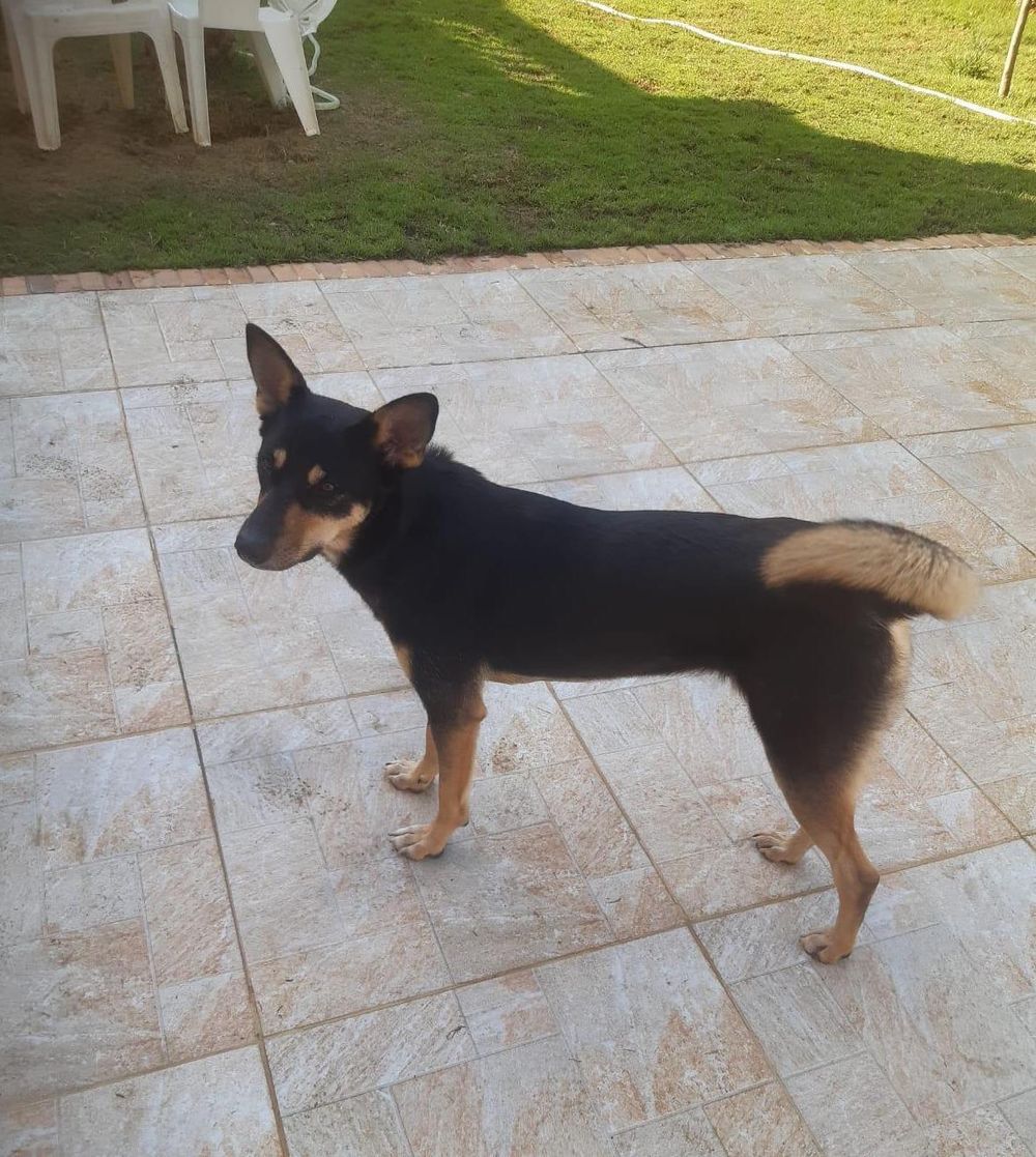 Bella – Mixed Breed, available for adoption through GWARP