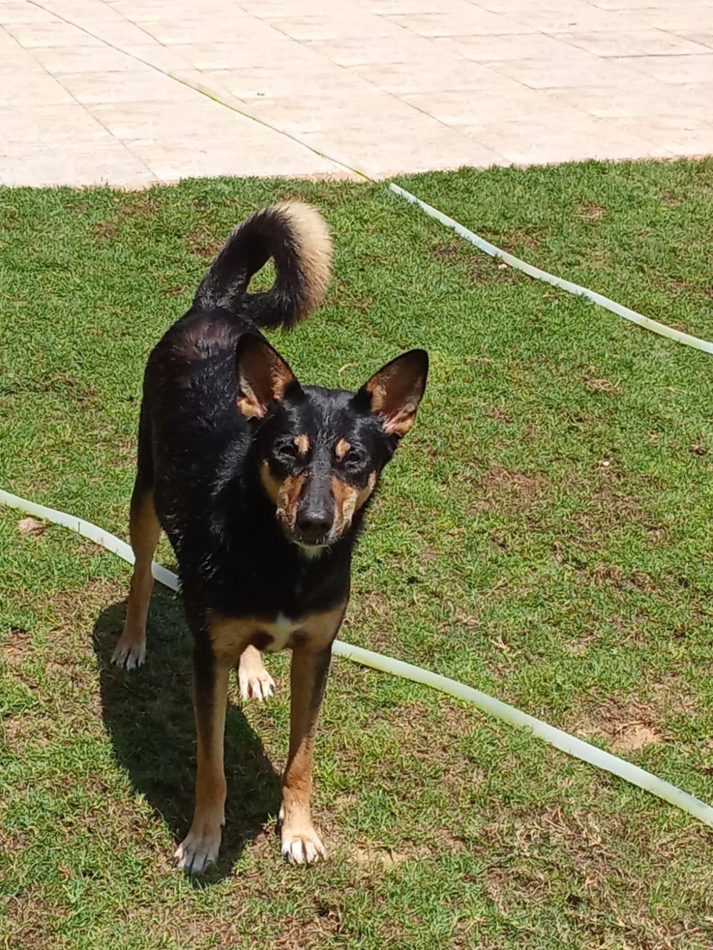 Bella – Mixed Breed, available for adoption through GWARP