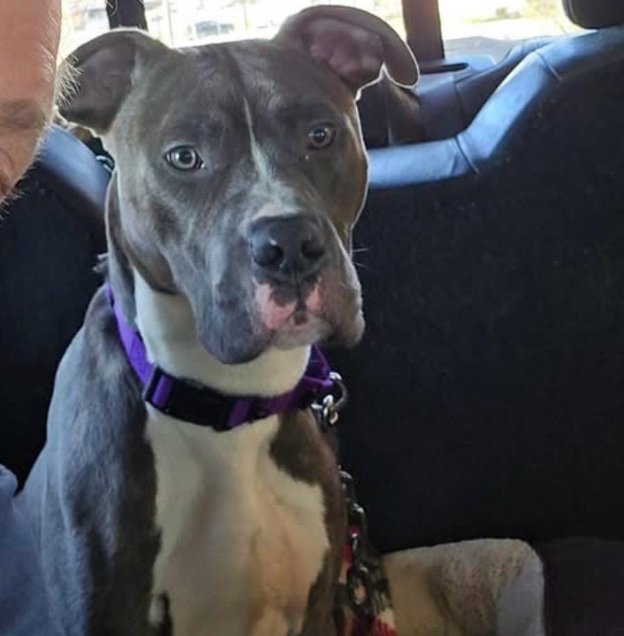 Billy – American Staffordshire Terrier, available for adoption through GWARP