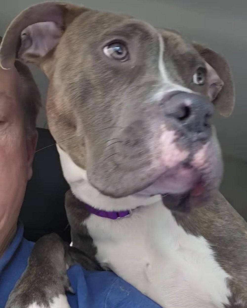 Billy – American Staffordshire Terrier, available for adoption through GWARP
