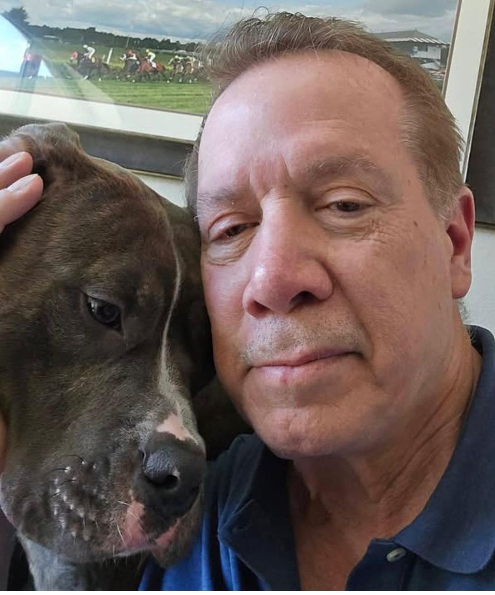 Billy – American Staffordshire Terrier, available for adoption through GWARP