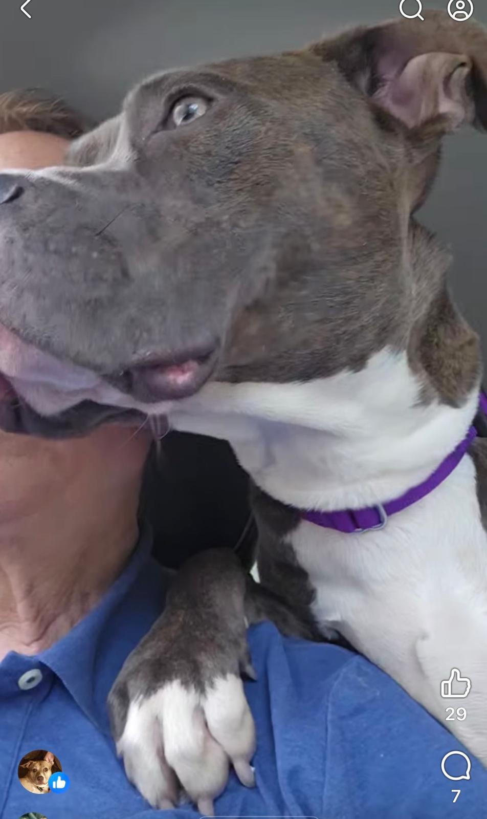 Billy – American Staffordshire Terrier, available for adoption through GWARP