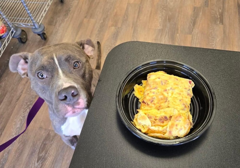 Billy – American Staffordshire Terrier, available for adoption through GWARP