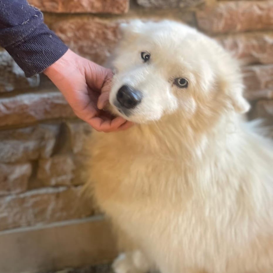 Blanka – Samoyed, available for adoption through GWARP