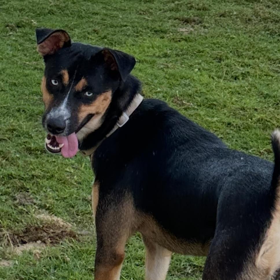 Blue – Husky, available for adoption through GWARP