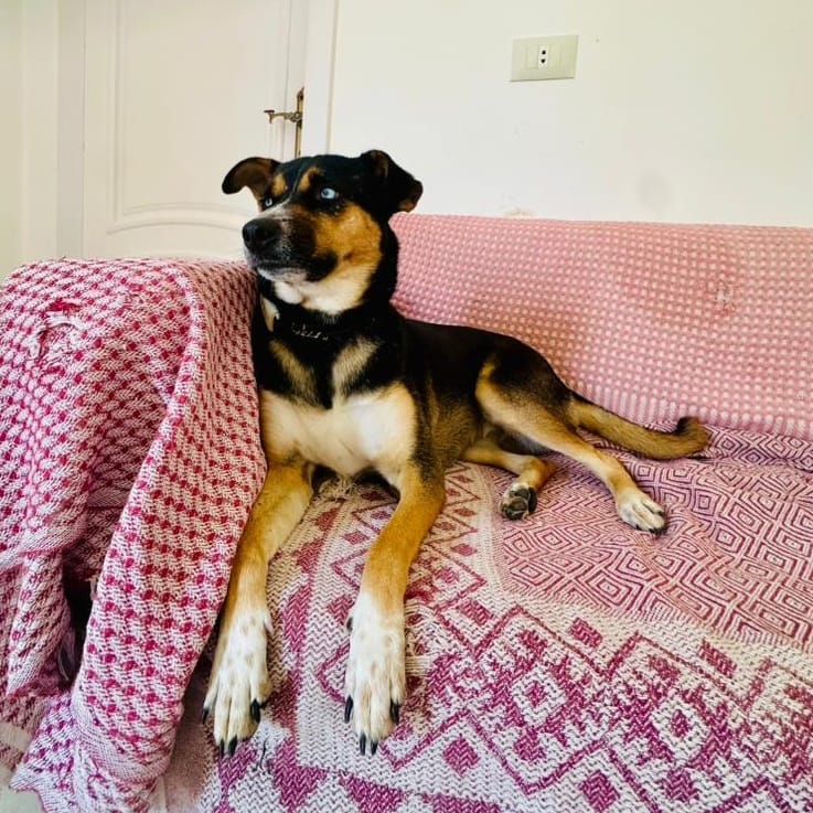 Blue – Husky, available for adoption through GWARP