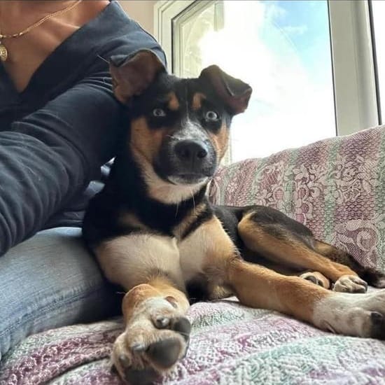 Blue – Husky, available for adoption through GWARP