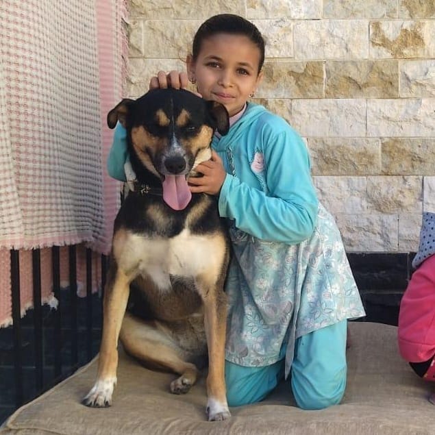 Blue – Husky, available for adoption through GWARP