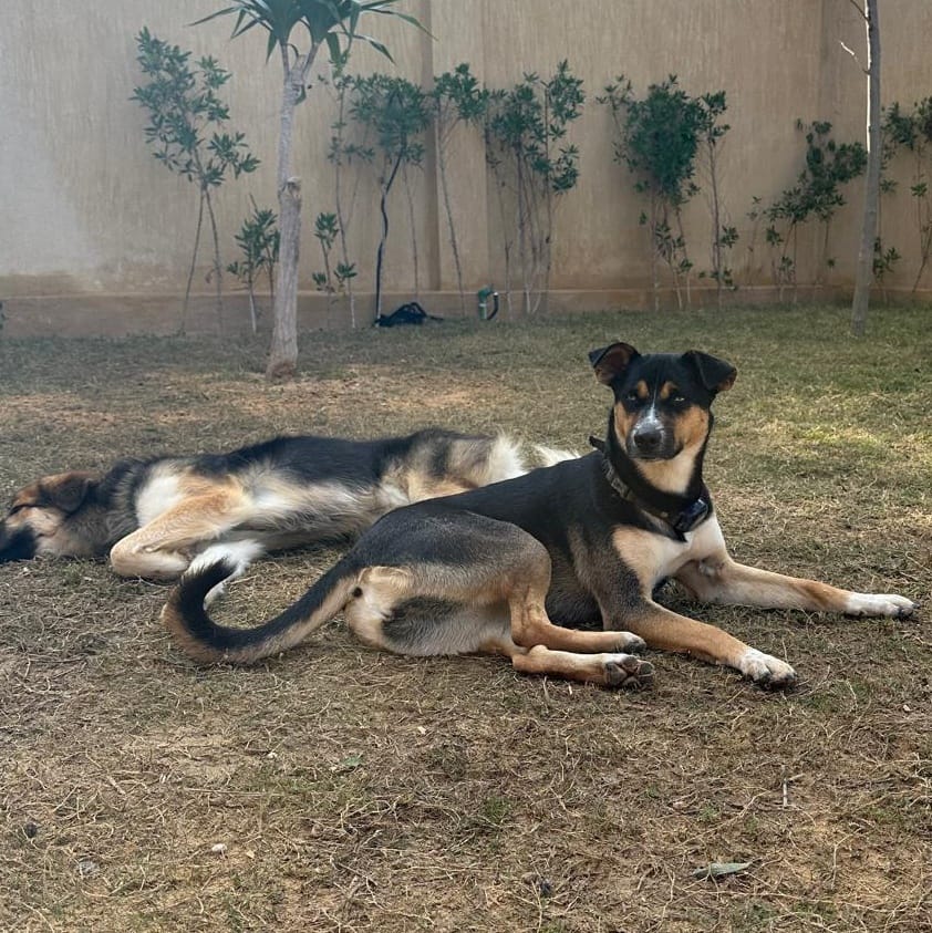 Blue – Husky, available for adoption through GWARP