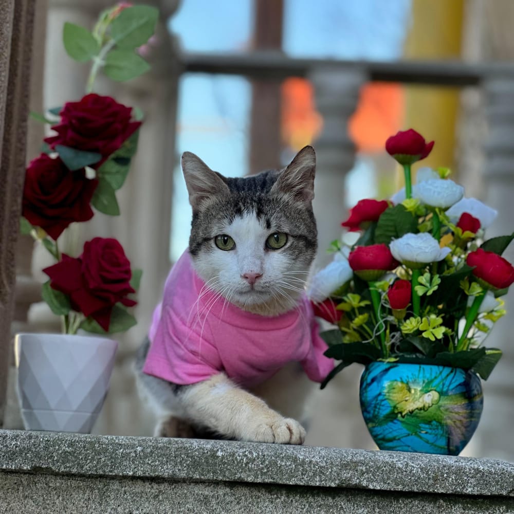 Bob – Domestic Short Hair, available for adoption through GWARP