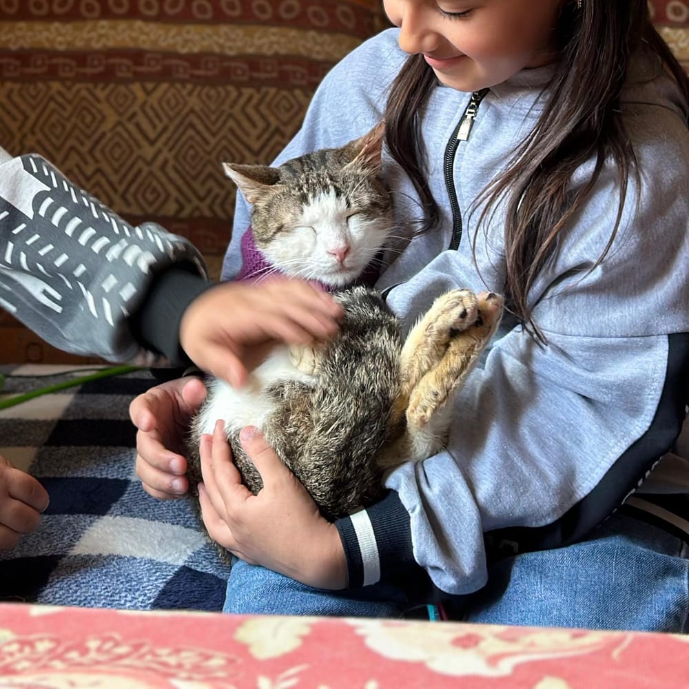 Bob – Domestic Short Hair, available for adoption through GWARP