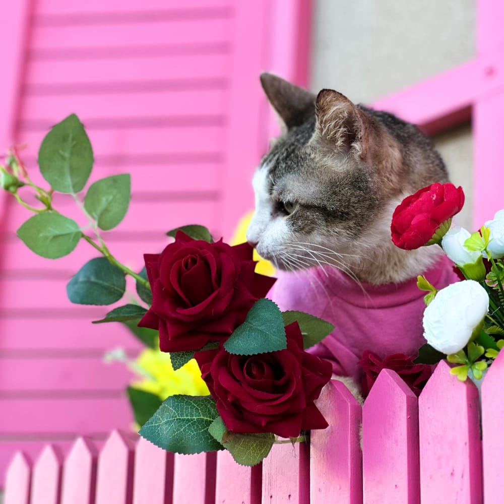 Bob – Domestic Short Hair, available for adoption through GWARP