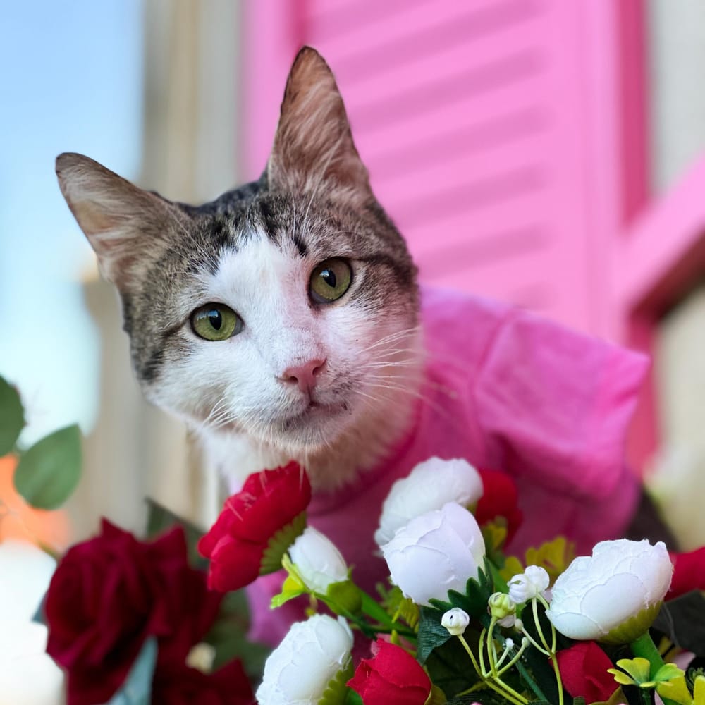 Bob – Domestic Short Hair, available for adoption through GWARP