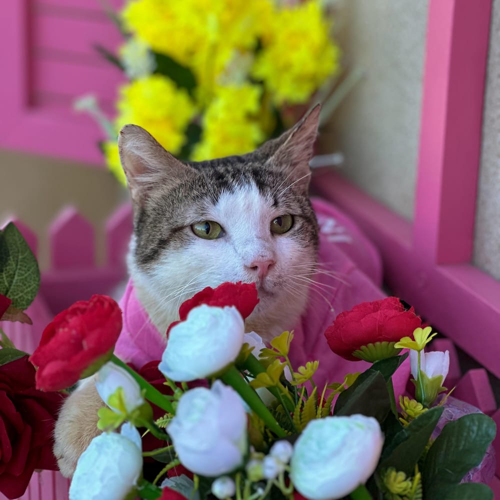 Bob – Domestic Short Hair, available for adoption through GWARP