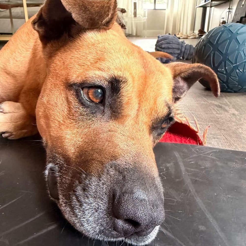 Bodhi – Black Mouth Cur, available for adoption through GWARP