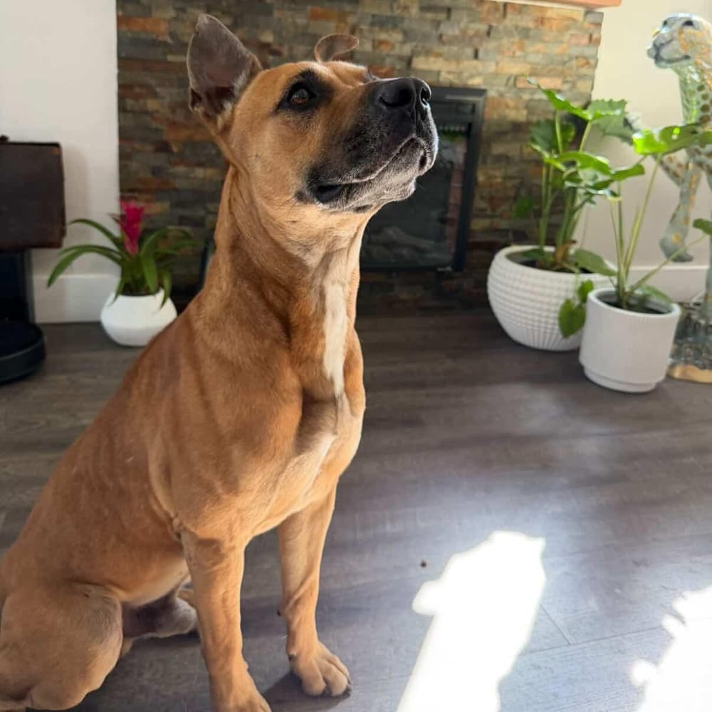 Bodhi – Black Mouth Cur, available for adoption through GWARP