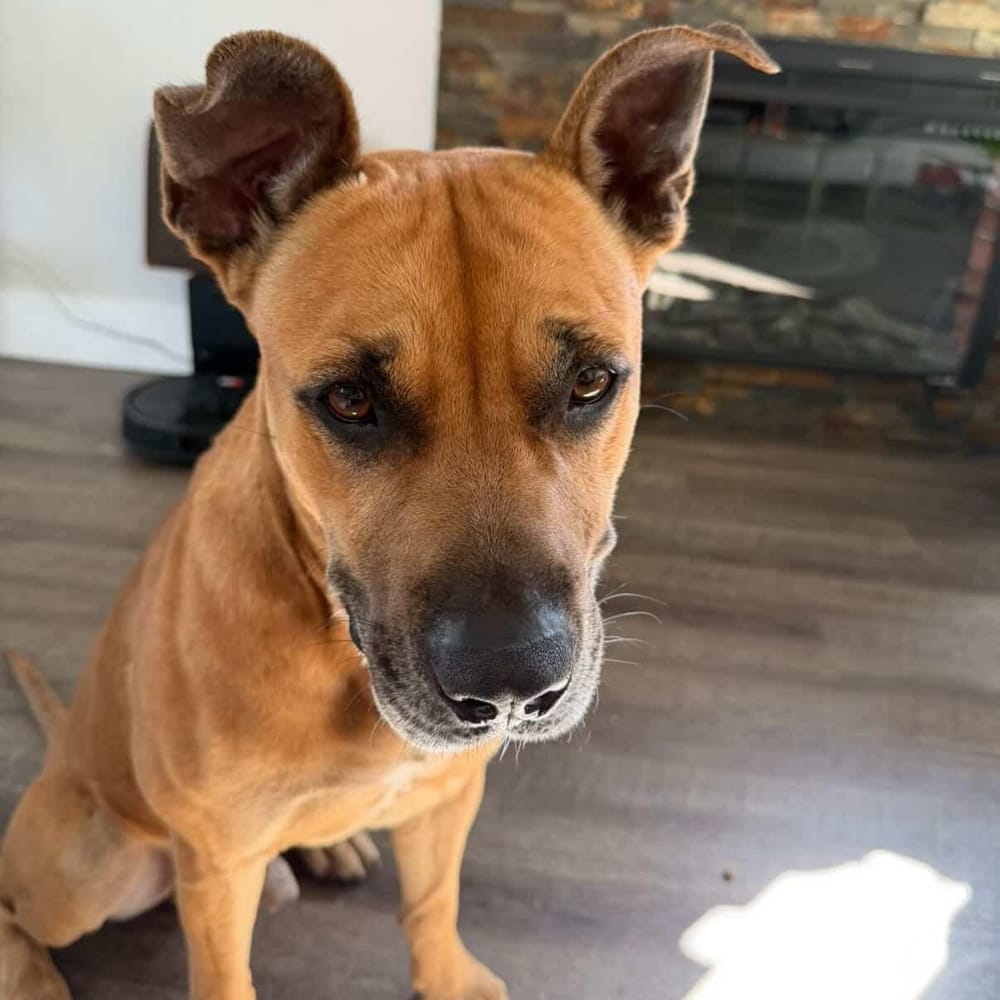 Bodhi – Black Mouth Cur, available for adoption through GWARP