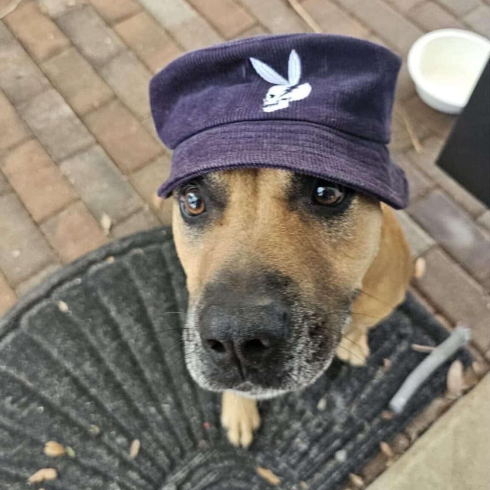 Bodhi – Black Mouth Cur, available for adoption through GWARP