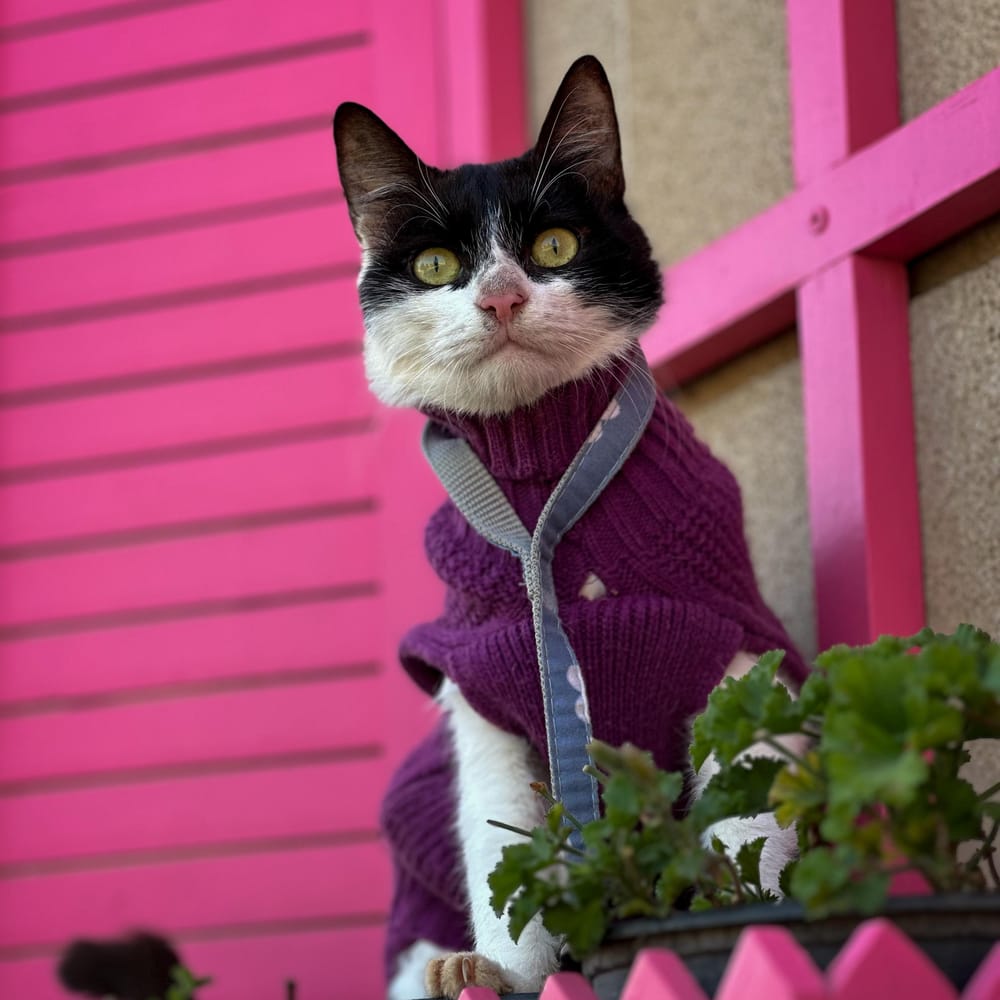 Brandy – Domestic Short Hair, available for adoption through GWARP