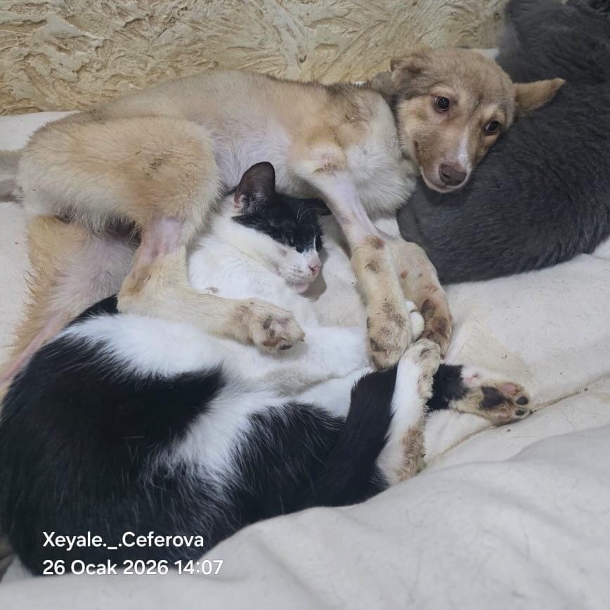 Brandy – Domestic Short Hair, available for adoption through GWARP