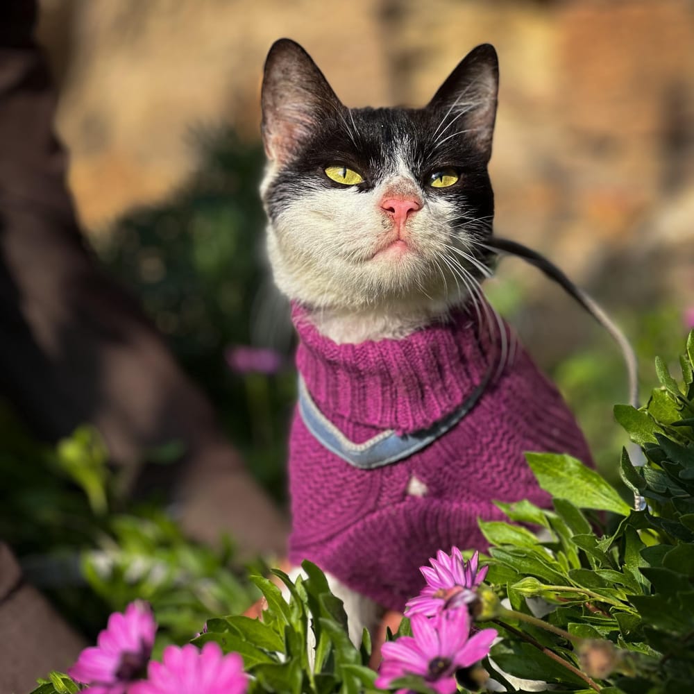 Brandy – Domestic Short Hair, available for adoption through GWARP