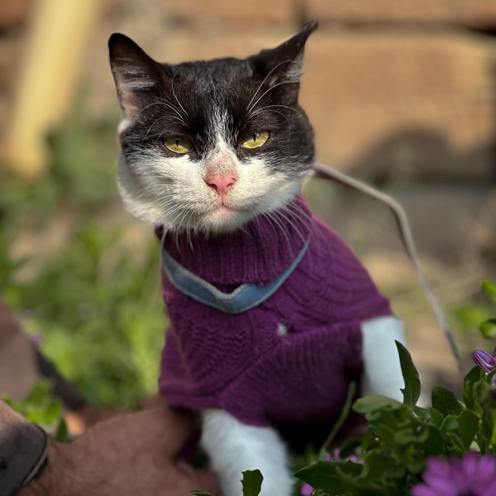 Brandy – Domestic Short Hair, available for adoption through GWARP