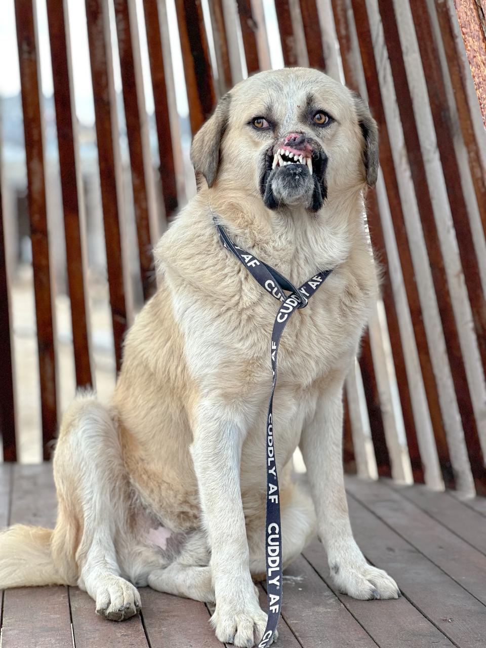 Bruno – Anatolian Shepherd & Golden Retriever Mix, available for adoption through GWARP