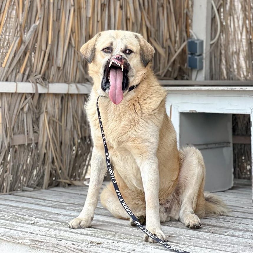 Bruno – Anatolian Shepherd & Golden Retriever Mix, available for adoption through GWARP