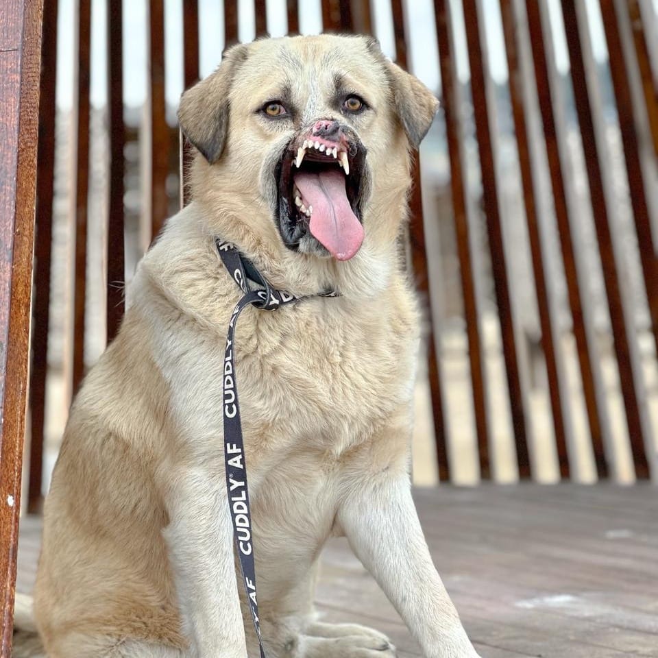 Bruno – Anatolian Shepherd & Golden Retriever Mix, available for adoption through GWARP