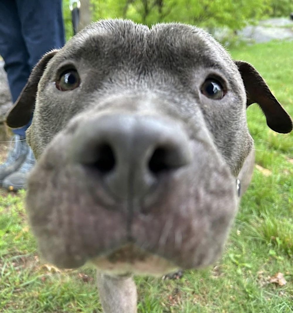 Buddy – American Staffordshire Terrier, available for adoption through GWARP