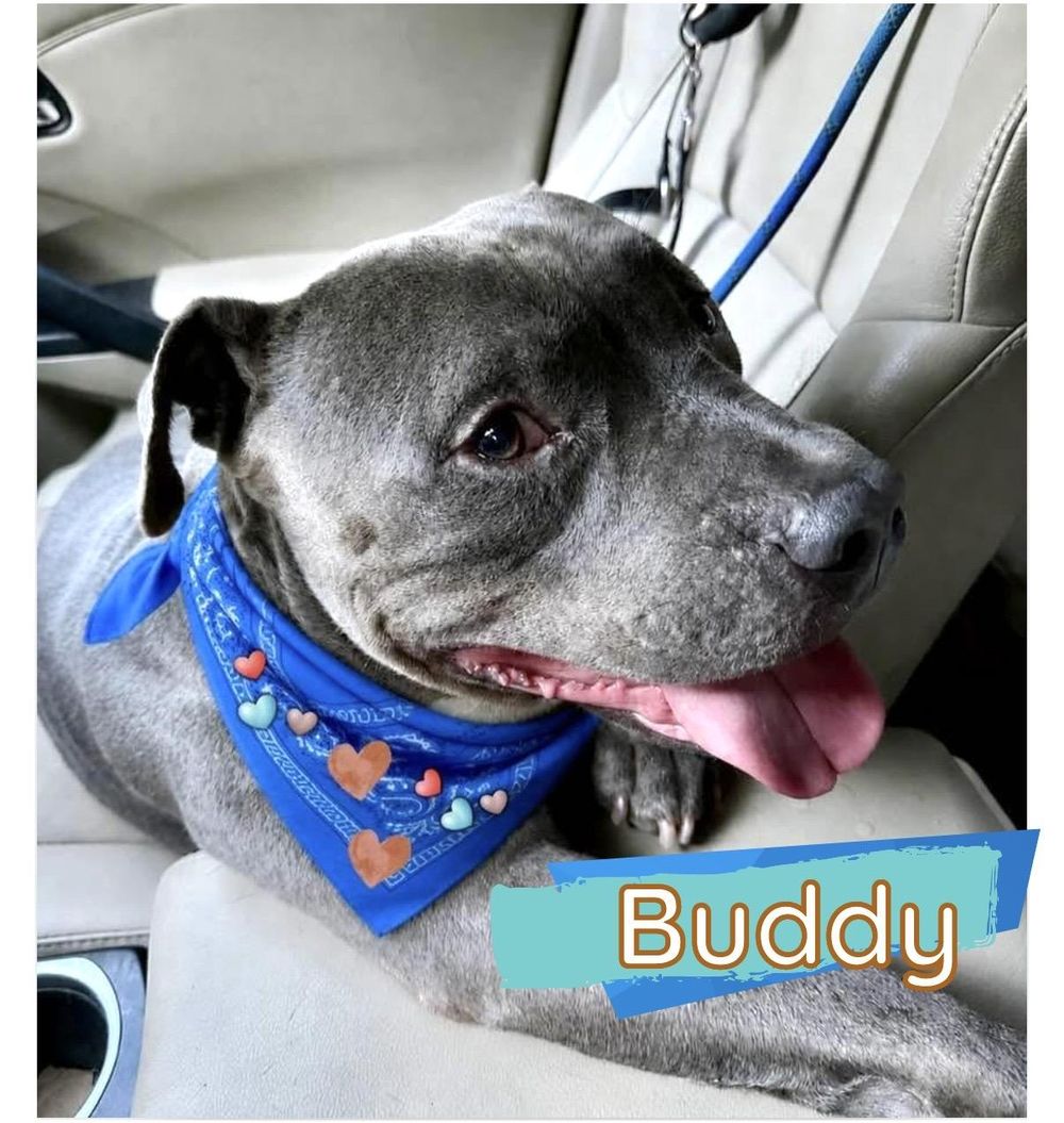 Buddy – American Staffordshire Terrier, available for adoption through GWARP
