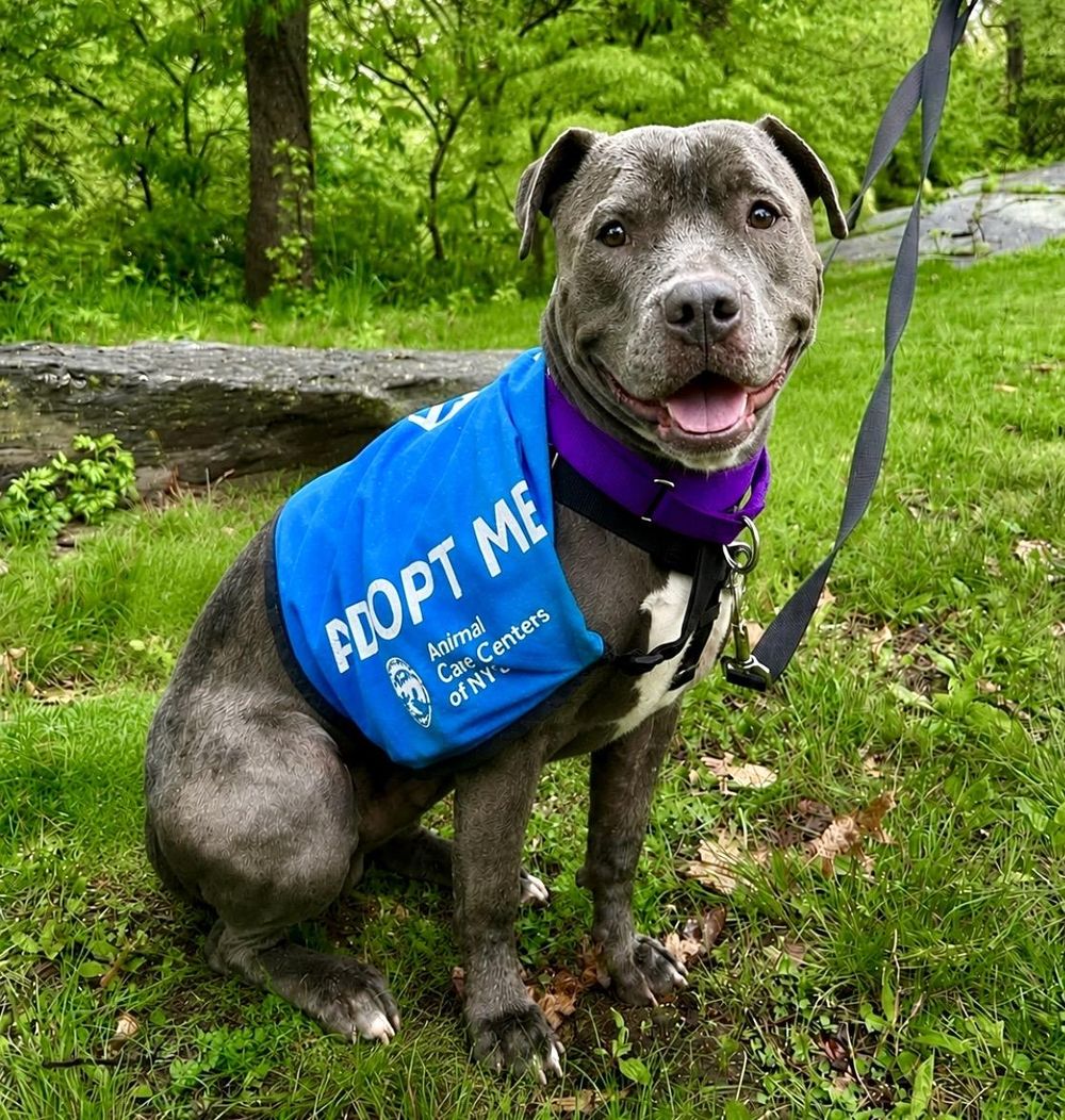 Buddy – American Staffordshire Terrier, available for adoption through GWARP