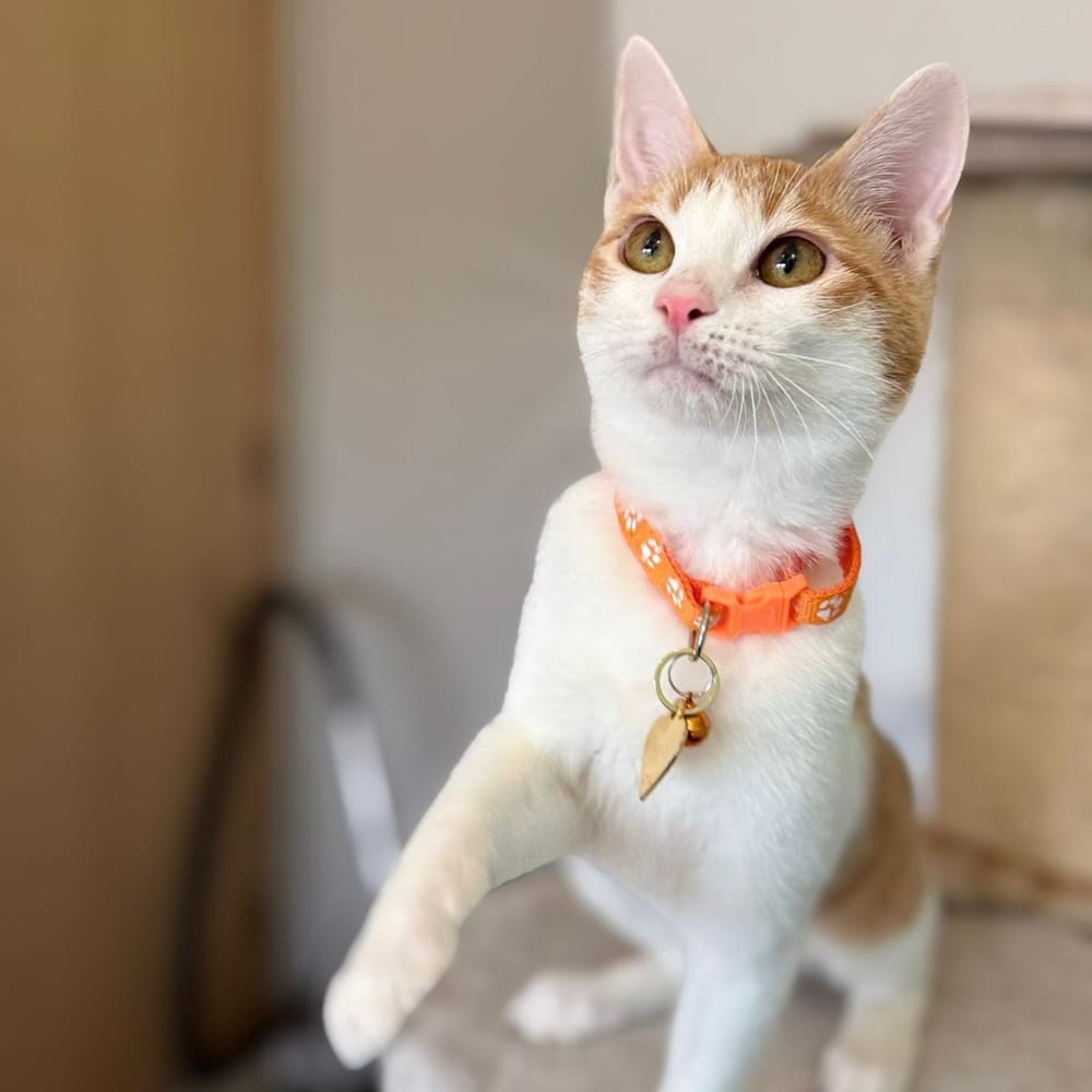 Bugsy – Domestic Short Hair, available for adoption through GWARP
