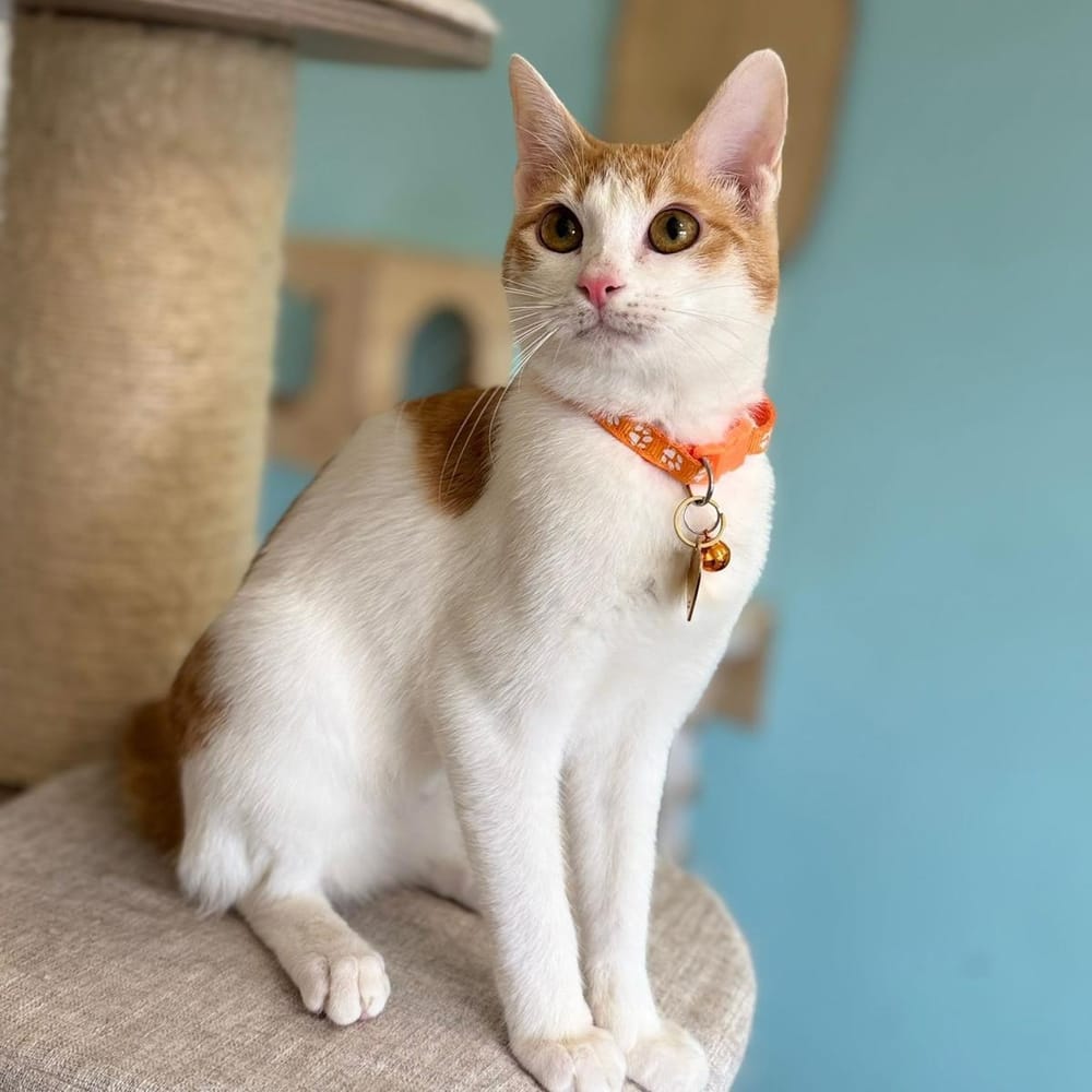 Bugsy – Domestic Short Hair, available for adoption through GWARP