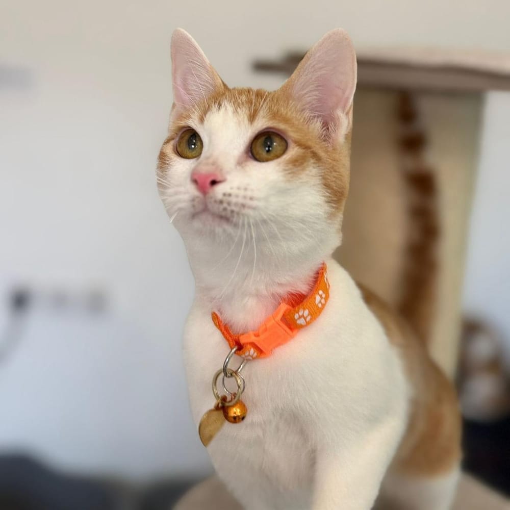 Bugsy – Domestic Short Hair, available for adoption through GWARP