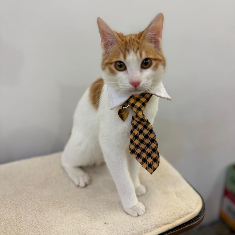 Bugsy – Domestic Short Hair, available for adoption through GWARP