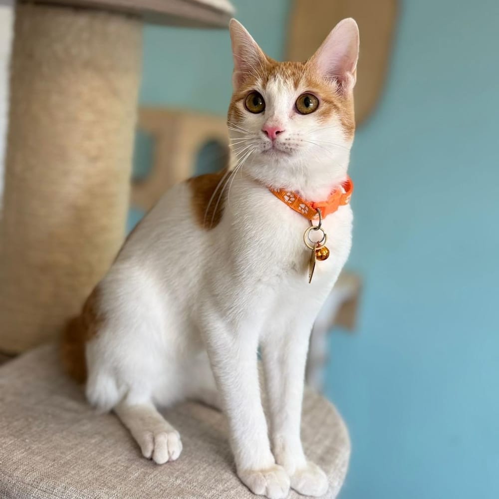 Bugsy – Domestic Short Hair, available for adoption through GWARP