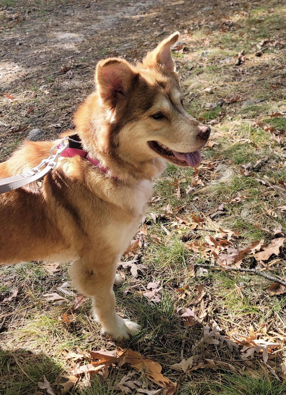 Cammi – Husky Mix, available for adoption through GWARP