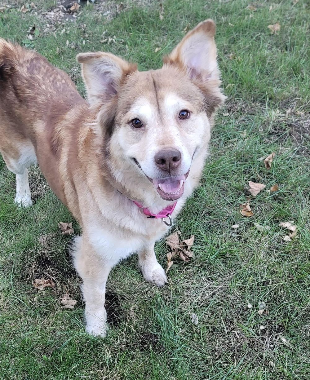Cammi – Husky Mix, available for adoption through GWARP