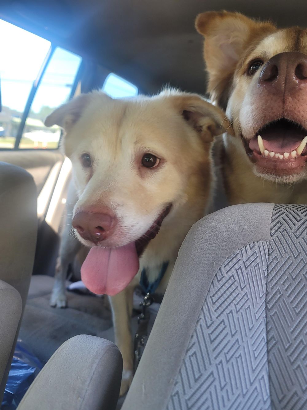Cammi – Husky Mix, available for adoption through GWARP