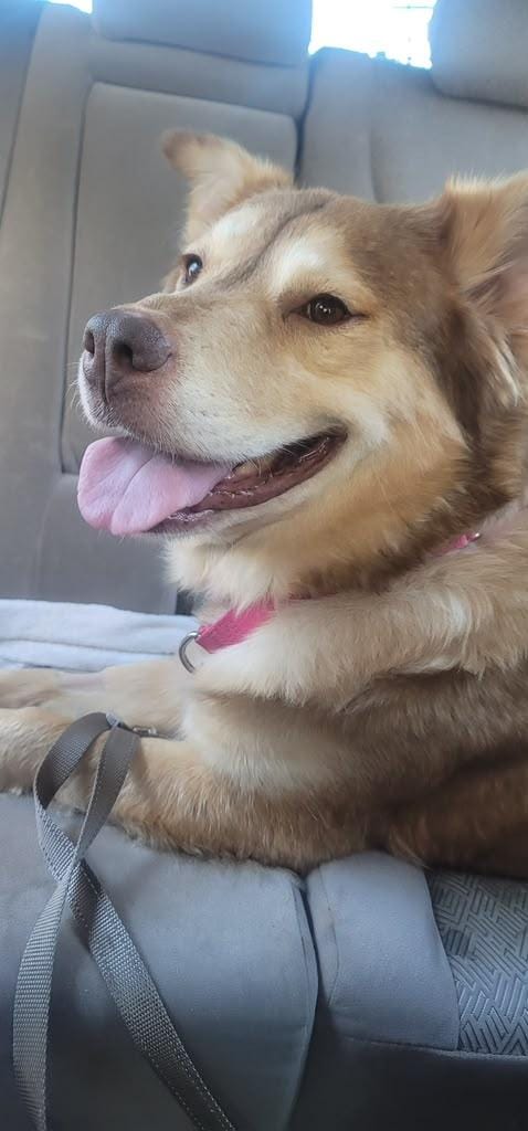 Cammi – Husky Mix, available for adoption through GWARP