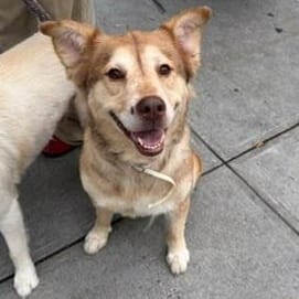 Cammi – Husky Mix, available for adoption through GWARP