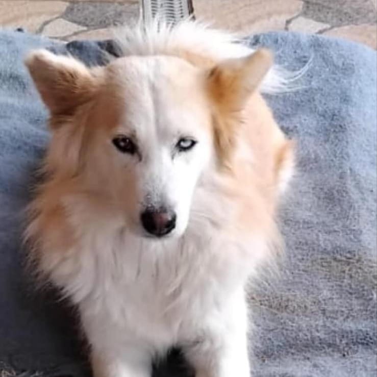 Cardi – Siberian Husky, available for adoption through GWARP