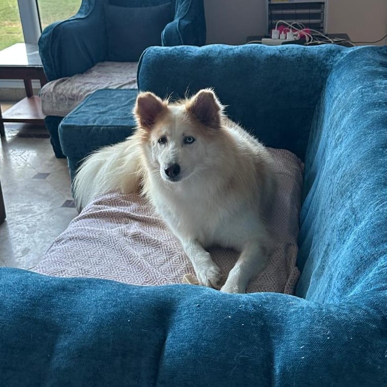 Cardi – Siberian Husky, available for adoption through GWARP